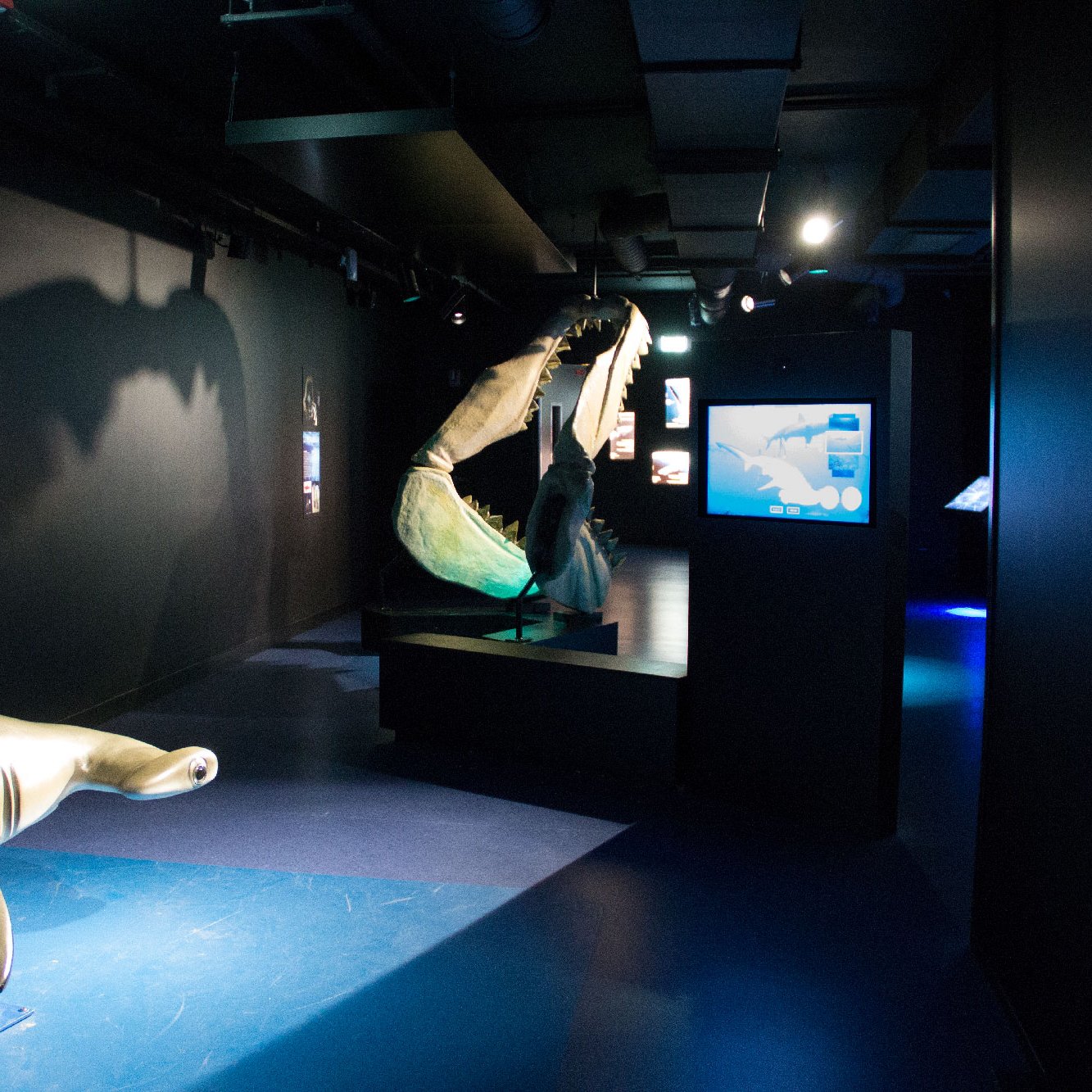 The image depicts an exhibit in a darkened space, likely a museum or aquarium. There are two large shark models showcased: one is a hammerhead shark positioned on the left, while the other appears to be a great white shark displayed on the right. The shadows of the models cast on the walls create a dramatic effect. There are screens or interactive displays in the background, providing information about sharks. The lighting is subtle, enhancing the focus on the shark models and the educational elements of the exhibit.